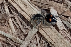 Traumatomutilla quadrum