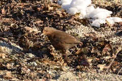 Turdus merula