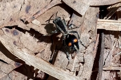 Traumatomutilla quadrum