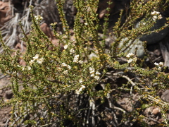 Acantholippia seriphioides