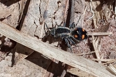 Traumatomutilla quadrum