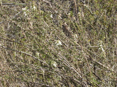 Acantholippia seriphioides