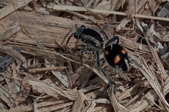 Traumatomutilla quadrum