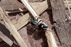 Traumatomutilla quadrum