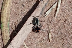 Traumatomutilla quadrum