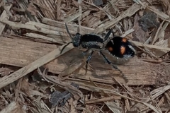 Traumatomutilla quadrum