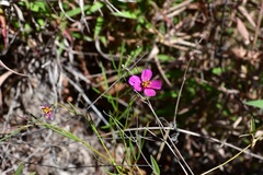 Cosmos crithmifolius