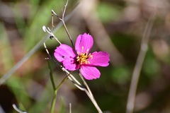 Cosmos crithmifolius