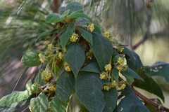 Lippia chiapasensis