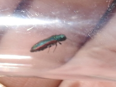 Agrilus pulchellus