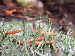 Pilophorus acicularis