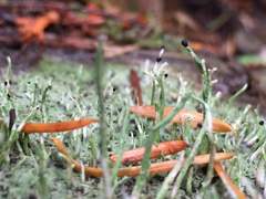 Pilophorus acicularis