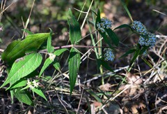 Alloispermum integrifolium