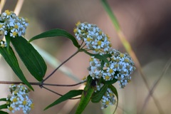 Alloispermum integrifolium