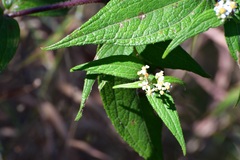 Alloispermum integrifolium