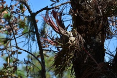 Tillandsia seleriana