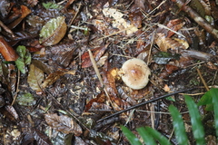 Pholiota lenta