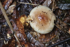 Pholiota lenta