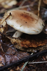 Pholiota lenta