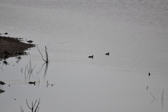 Tachybaptus dominicus