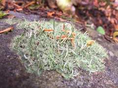 Pilophorus acicularis