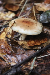 Pholiota lenta