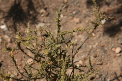 Muraltia macrocarpa