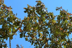 Quercus melissae