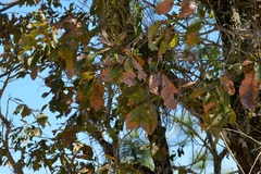 Quercus melissae