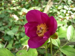 Paeonia caucasica