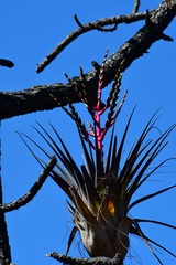 Tillandsia comitanensis