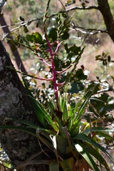 Tillandsia comitanensis