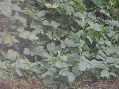Pueraria montana lobata