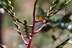Tillandsia comitanensis
