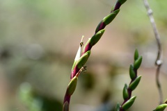 Tillandsia comitanensis