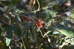 Bouvardia leiantha