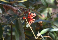 Bouvardia leiantha