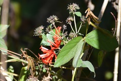 Bouvardia leiantha