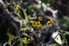 Verbesina hypoglauca