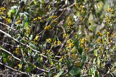 Verbesina hypoglauca