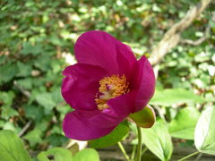 Paeonia caucasica