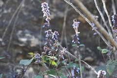 Salvia mocinoi