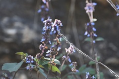 Salvia mocinoi