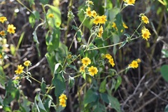 Verbesina hypoglauca