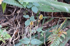 Rhynchosia longeracemosa