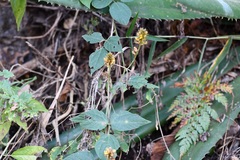 Rhynchosia longeracemosa