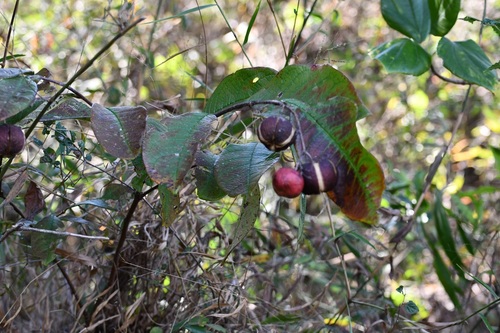 Phyllanthus grandifolius, photograph 6