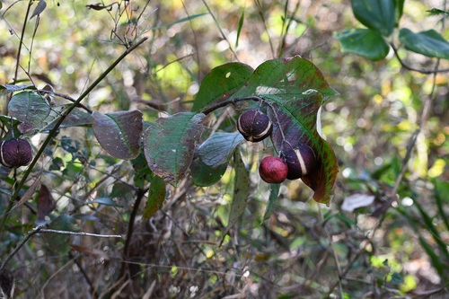 Phyllanthus grandifolius, photograph 5