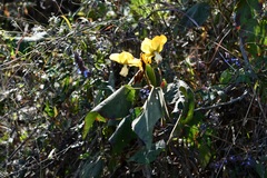 Bakeridesia gloriosa