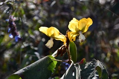 Bakeridesia gloriosa